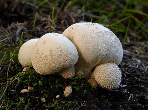 The 12 Best Edible Wild Mushrooms Meateater Cook