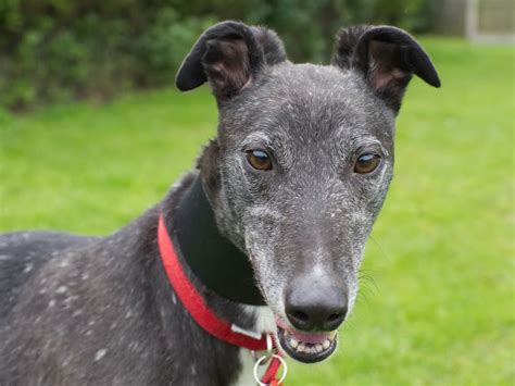 Can You Give Tara The Greyhound A Home In The Midlands