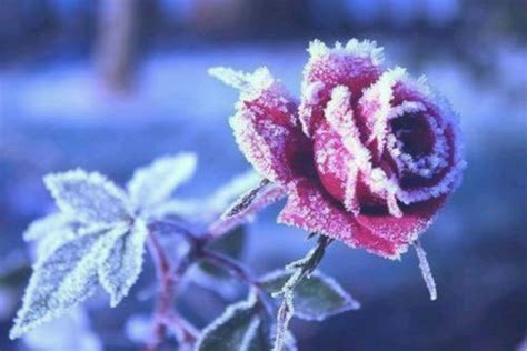 Frozen Winter Rose Pictures Photos And Images For Facebook Tumblr