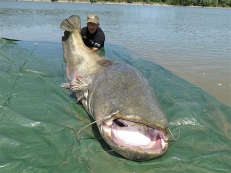 Monster Catfish Caught In Italy