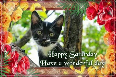 Saturday Happy Saturday Saturday Cats