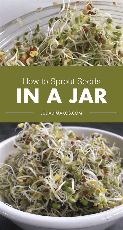 How To Sprout Seeds In A Jar Julia Dimakos