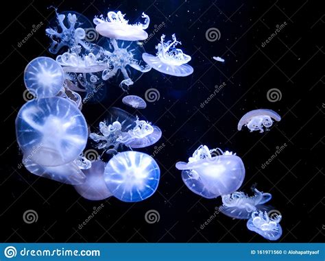 Blurred Jellyfish Moving Through Water In Aquarium On Black Background