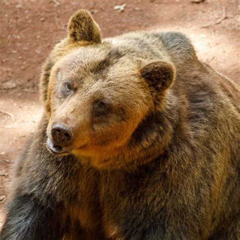 Brown Bear Free Stock Photo Public Domain Pictures