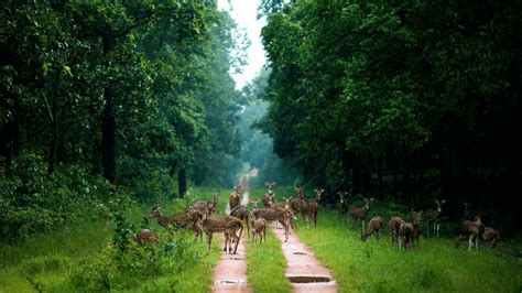 Barnawapara Wildlife Sanctuary In Chhattisgarh A Perfect Wildlife