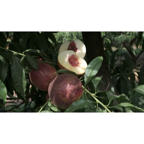 Heavenly White Peach Store Tomorrows Harvest By Burchell Nursery