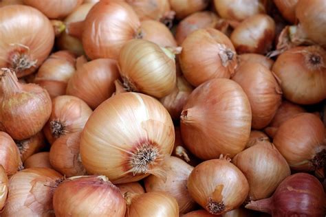 What not to plant next to onions? Growing Your Own Potatoes and Onions - It's Easier than ...