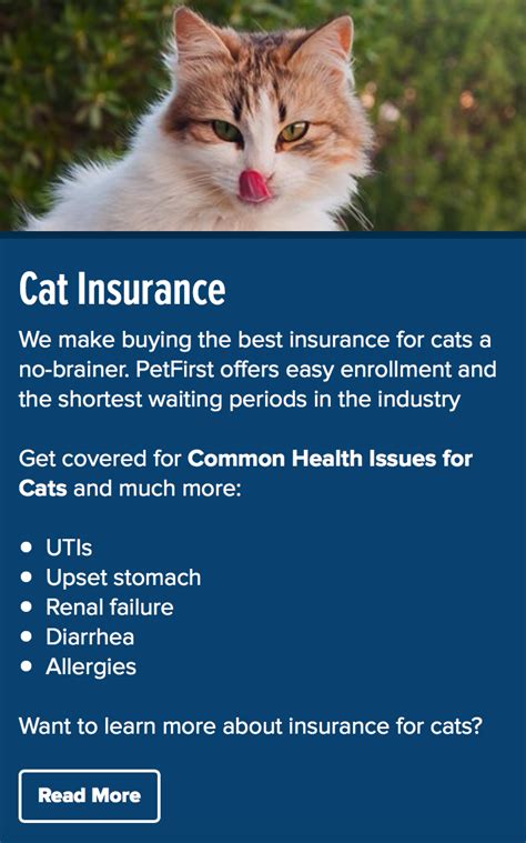 Best Pet Insurance For Cats In 2023 A Comprehensive Guide Dekoronline