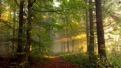 Path Forest Trees Viewes Luminosity Sunny Sun Flash Ligh