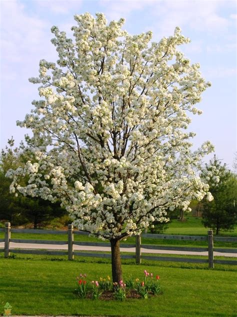 My Gorgeous Cleveland Select Ornamental Pear Trees Planted Two Of