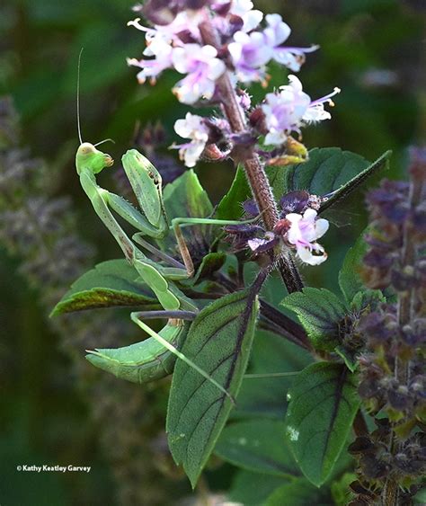 How To Find A Praying Mantis In The Wild Bug Squad Anr Blogs