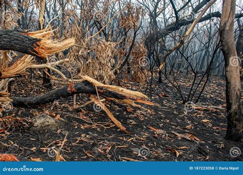Australian Bushfires Aftermath Broken Fallen Eucalyptus Trees Damaged