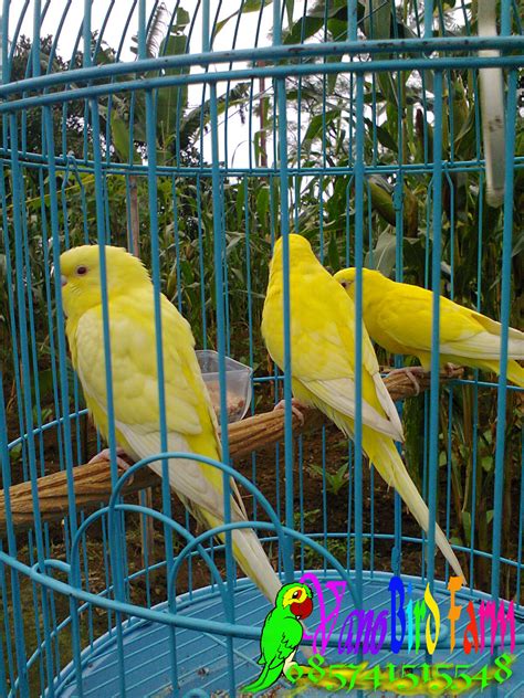 Parkit kita: Parkit remaja umur 2 sampai 3 bulan