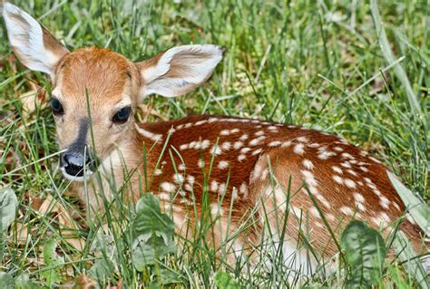 Most dangerous animals in the u.s.! Most Dangerous Animal in North America | Planet Deadly
