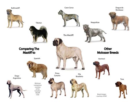 Identifying Molosser Breeds Canadian Mastiff Club Bull Mastiff Dogs