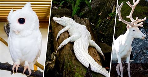 20 Animales Albinos Que Lucen Increibles