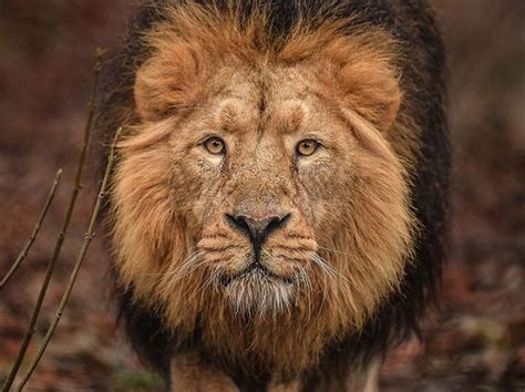 chester zoo reveals details   zone  host worlds rarest lions shropshire star