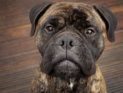 Place a free ad today! Do Bullmastiff dogs drool a lot?