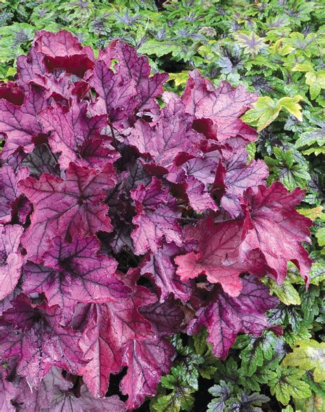 The 7 Best Coral Bells For Your Garden