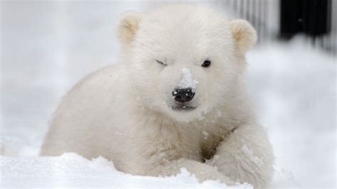 Cute Polar Bear ♡ Polar Bears Photo 35634907 Fanpop