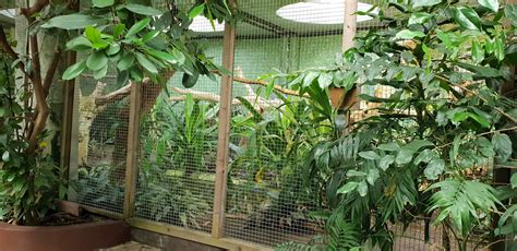 Former Hyacinthine Macaw Enclosure Now Home For Some Juvenile Toco
