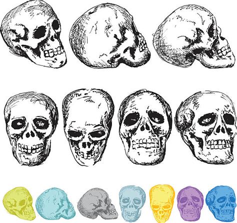 Clip Art Of Human Skull Side View Illustrations Royalty Free Vector