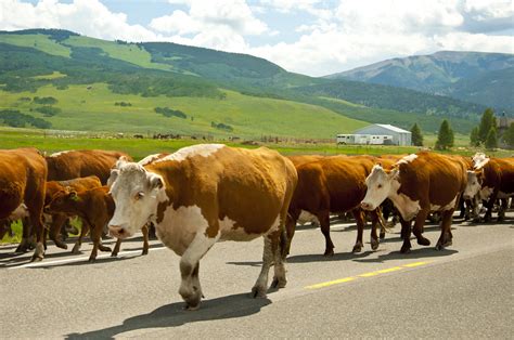 Sharing The Roads With Cattle Speaking Of Safety