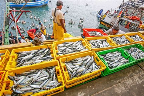 Sector Pesquero Será Clave Para La Reactivación Económica Aportará Más
