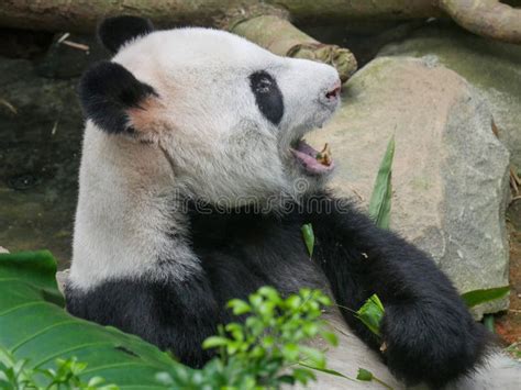 Giant Panda Eating Bamboo Shoots And Leaves Stock Image Image Of Asia