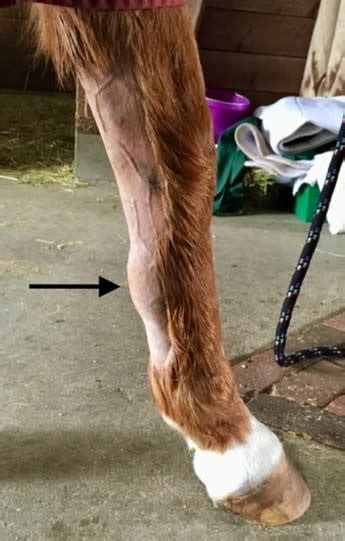 Support And Treatment For Horse Tendon And Ligament Injuries