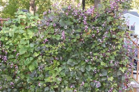 Do You Recognize This Climbing Vine With Purple Flowers