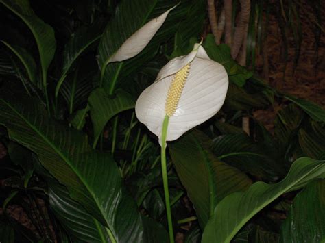 Both indoor and outdoor cats may be exposed to mauna loa peace lilies. Peace Lily and Cats - Peace Lily and Dogs, Peace Lily Toxicity