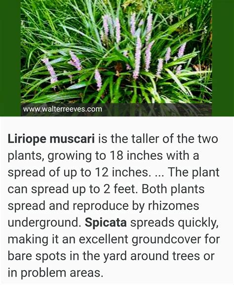 Liriope Muscari Vs Spicata Liriope Muscari Muscari Rhizome