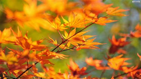 Autumn Leaf Wallpapers Wallpaper Cave