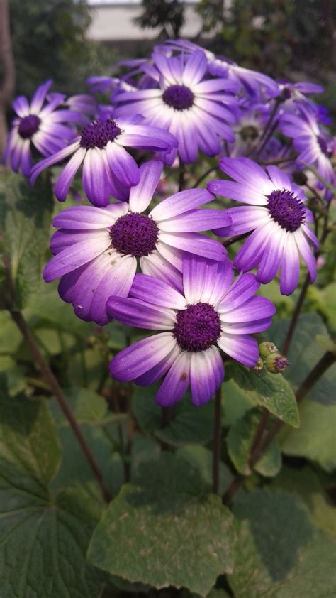 Purple Daisies Purple Daisy Daisy Flowers