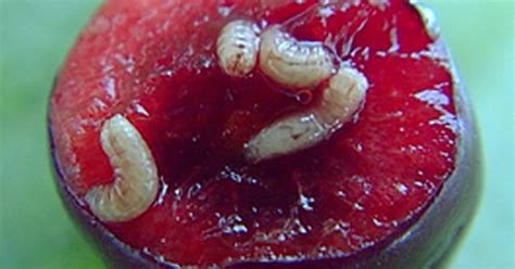 Are These Maggots In Cherries