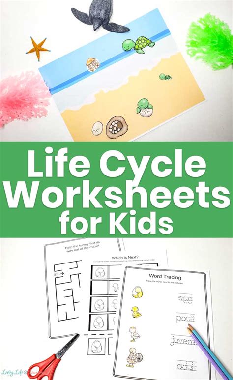 Worksheets On Life Cycles