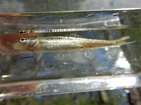 Maryland Biodiversity View Thumbnails Bluntnose Minnow Pimephales