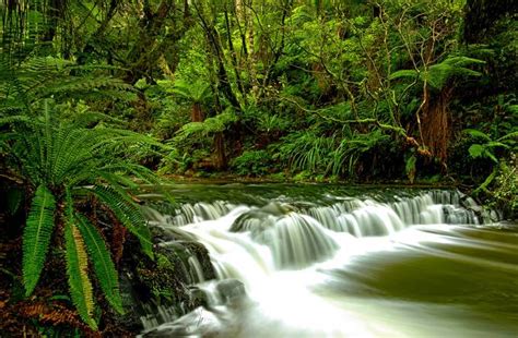 Rainforest New Zealand By Ovicraciun