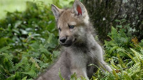 Cute Baby Wolf Pups Go Outside For The First Time Youtube