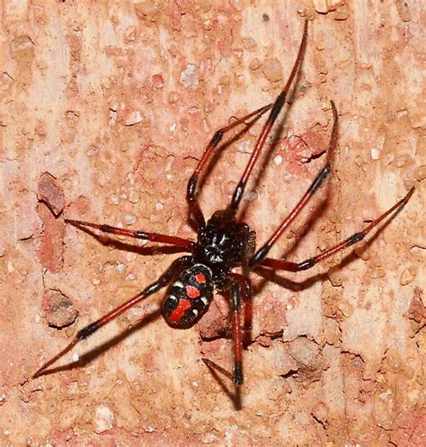 Spider Latrodectus Variolus Bugguidenet