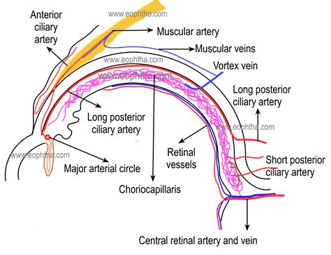 Anatomy Of Uvea