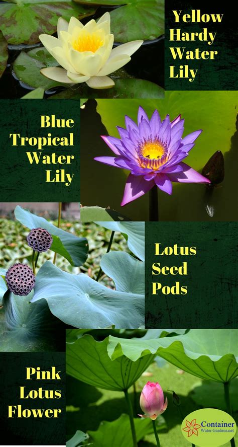 Lotus Vs Water Lilies Whats The Difference Container