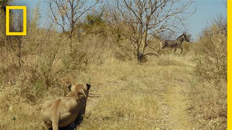 Lions Hunt Zebra Savage Kingdom Youtube