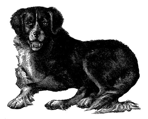 Antique Images Newfoundland Dog Vintage Digital Clip Art Breed Image