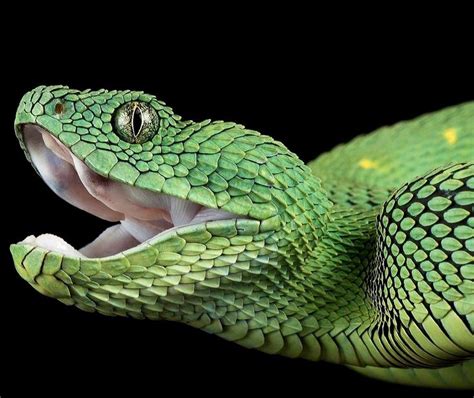 African Bush Viper Green Anaconda Boars Head Cobra Snake Beautiful