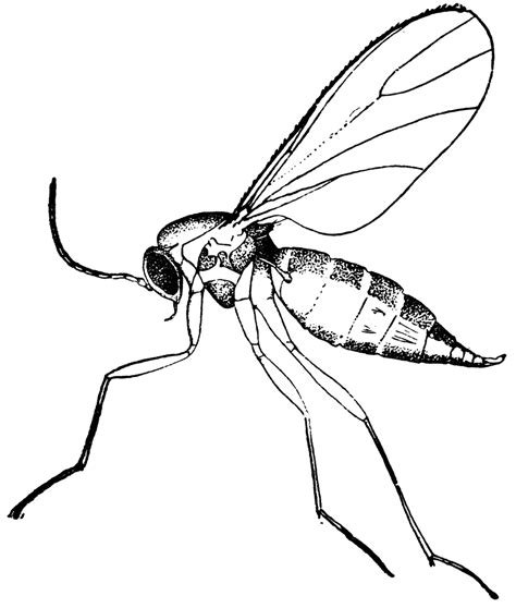 Pages Of Gnats Coloring Pages