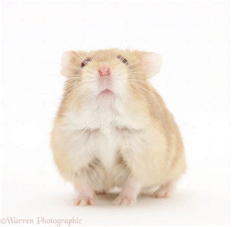 Dwarf Siberian Hamster Photo Wp17274