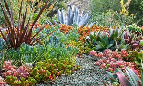 Our local stores do not honor online pricing. 5 Easy Steps to Prepare Your Yard For A Succulent Garden ...