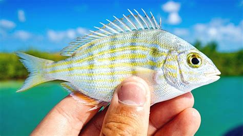 Damn Good Tips And Tricks For Catching A Pinfish In A Pinfish Trap